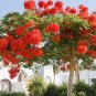 20 Seeds Delonix Regia Red Flame Tree