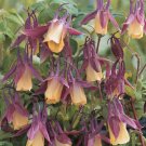 50 Seeds 'lantern' Brown Orange Aquilegia Columbine Garden Perennial Flowers
