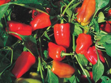 20 Seeds Bell Pepper 'Cajun Belle' Vegetable