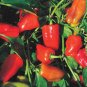20 Seeds Bell Pepper 'Cajun Belle' Vegetable