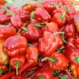 20 Seeds Bell Pepper 'Cajun Belle' Vegetable