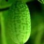 8 Seeds New Rare Green Mini Thumb Organic Watermelon