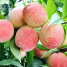2 Seeds Sweet Juicy Peach Tree