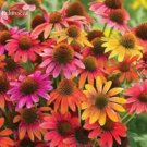 100 Seeds Rare 'Cheyenne Spirit' Mixed Echinacea Coneflower