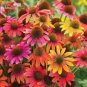 100 Seeds Rare 'Cheyenne Spirit' Mixed Echinacea Coneflower