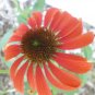 100 Seeds Rare 'Cheyenne Spirit' Mixed Echinacea Coneflower
