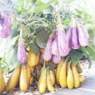 200 Seeds Eggplant 'Fairy Tale' Purple Yellow Vegetable