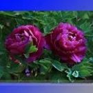 5 Seeds Rare Heirloom Big Blooming Purple Peony Shrub Flower 'Zi Cai'
