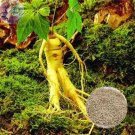 6 Seeds Chinese Ginseng seeds Ashwaganda