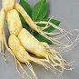 6 Seeds Chinese Ginseng seeds Ashwaganda