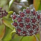 20 Seeds Hoya Seeds Potted Seed Hoya Carnosa Flower