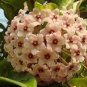 20 Seeds Hoya Seeds Potted Seed Hoya Carnosa Flower
