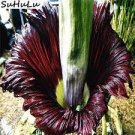 100 Seeds Cut Corpse Bonsai Flower Garden Perennial Potted Plants