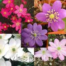 100 Seeds Hepatica Nolilis Bonsai Flower Beautiful Watch Bonsai Plants