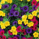 100 Seeds Mini Calibrchoa Million Bells Annual Flower Bonsai