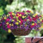 100 Seeds Mini Calibrchoa Million Bells Annual Flower Bonsai