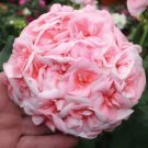 10 Seeds Geranium 'Allure Pink Picotee' Flower