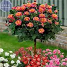 50 Seeds 'Huo Yan' Orange Golden Double Rose Tree