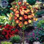 50 Seeds 'Huo Yan' Orange Golden Double Rose Tree