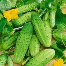 50 Seeds Stinging Gherkin Little Cucumber Hybrid