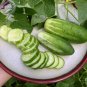 50 Seeds Stinging Gherkin Little Cucumber Hybrid