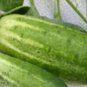50 Seeds Stinging Gherkin Little Cucumber Hybrid