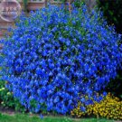 200 Seeds Lobelia Blue Hanging Bonsai Flower