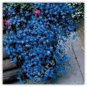 200 Seeds Lobelia Blue Hanging Bonsai Flower