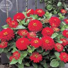 50 Seeds Zinnia 'Dreamland Red' Fully-double Flower