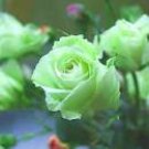 50 Seeds Chinese Green Rose Bush Seedling Seed Rosa Chinensis Flower