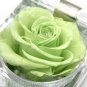 50 Seeds Chinese Green Rose Bush Seedling Seed Rosa Chinensis Flower