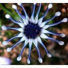100 Seeds African Blue Eyed Daisy Plant Easy Grow Osteospermum bonsais