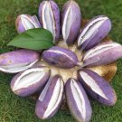 20 Seeds Holboellia latifolia Wall