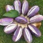 20 Seeds Holboellia latifolia Wall