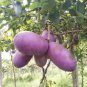 20 Seeds Holboellia latifolia Wall
