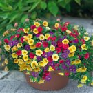 200 Seeds Mix Garden Petunia Shuttlecock Flower Horn Bonsai Flower