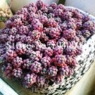 200 Seeds Sedum Dasyphyllum Bonsai Succulents Plants Bonsai Flower