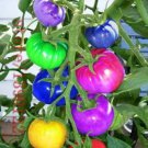 100 Seeds very rare imported rainbow tomato