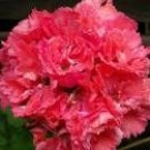 10 Seeds 'Liuyu' Pinkish Red Geranium Flowers