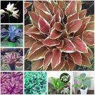 50 Seeds Exotic Hosta Plant Seed Four Seasons Flower Perennial Mixed Plantain Lily