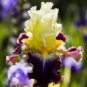 20 Seeds Heirloom 'Hailona' Iris Tectorum Flower