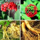 6 Seeds Chinese Korean Panax Ginseng