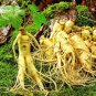 6 Seeds Chinese Korean Panax Ginseng