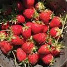 100 Seeds Elan F1 Strawberry
