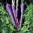 100 Seeds 'Haze' Purple Carrot Vegetable