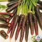 100 Seeds 'Haze' Purple Carrot Vegetable