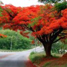 10 Seeds Heirloom Delonix Regia Red Flame Tree