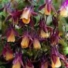 50 Seeds Heirloom 'lantern' Brown Orange Aquilegia Columbine