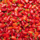 20 Seeds Bell Pepper 'Cajun Belle' Vegetable