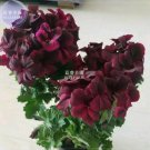 10 Seeds Geranium Bonsai Redish Black Single Petals Flower